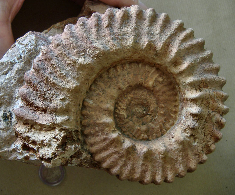 AMMONITE (nuova) 13